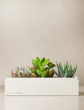 Succulents in gift box. - Image 
