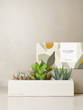Succulents in gift box. - Image 