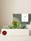 Succulents in gift box. - Image 