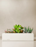 Succulents in gift box. - Image 