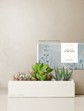 Succulents in gift box. - Image 