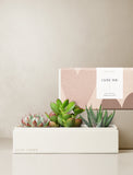 Succulents in gift box. - Image 