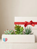 Three assorted succulents in a cream-colored gift box with a red ribbon and a patriotic heart design. - Image 