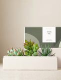 Succulents in gift box. - Image 