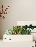 Succulents in gift box. - Image 
