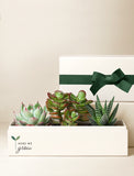 Succulents in gift box. - Image 