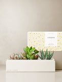 Succulents in gift box. - Image 