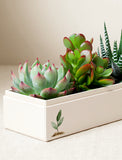 Succulents in gift box. - Image 