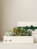 Succulents in gift box. - Image 