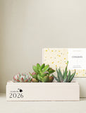 Succulents in gift box. - Image 