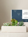 Succulents in gift box. - Image 