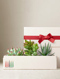 Succulents in gift box. - Image 