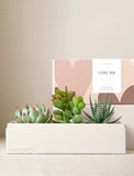 Succulents in gift box. - Image 