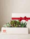 Succulents in gift box. - Image 
