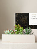 Succulents in gift box. - Image 