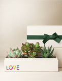Succulents in gift box. - Image 