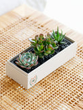 Three assorted succulents in a rectangular cream planter with a heart icon, set on a woven rattan surface. - Image 