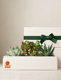 Succulents in gift box. - Image 