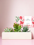 Succulents in gift box. - Image 