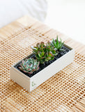 Three assorted succulents in a rectangular white gift box with black gravel on a woven rattan surface. - Image 