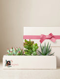 Succulents in gift box. - Image 