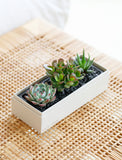 Three assorted succulents in a white rectangular gift box with black decorative stones on a woven rattan surface. - Image 