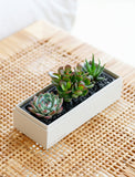 Christmas Jewel Garden - Image 