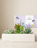 Three vibrant succulents in a white rectangular planter with a "Happy Mother's Day" box. - Image 