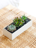 Mother's Day Jewel Garden: three vibrant succulents in a rectangular light gray planter with black pebbles. - Image 
