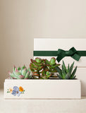 Succulents in gift box. - Image 