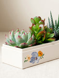 Succulents in gift box. - Image 