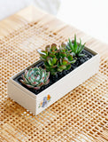 Succulents in gift box. - Image 