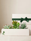 Succulents in gift box. - Image 