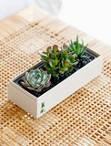 Succulents in gift box. - Image 