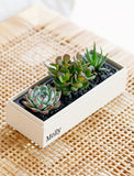 Succulents in gift box. - Image 