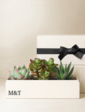 Succulents in gift box. - Image 