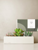 Succulents in gift box. - Image 