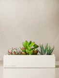 Succulents in gift box. - Image 