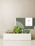Succulents in gift box. - Image 