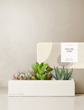 Succulents in gift box. - Image 