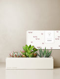 Succulents in gift box. - Image 