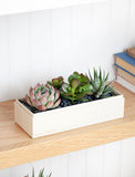 Succulents in gift box. - Image 