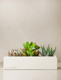 Succulents in gift box. - Image 