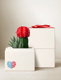 Red moon cactus and zebra succulent in a white box with a patriotic heart, topped with a red ribbon gift bow. - Image 
