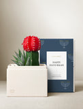 Succulents in gift box. - Image 
