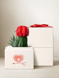 Succulents in gift box. - Image 