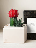 Succulents in gift box. - Image 