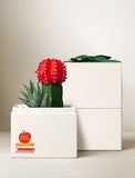 Succulents in gift box. - Image 