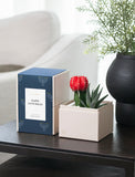 Succulents in gift box. - Image 
