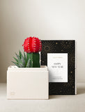 Succulents in gift box. - Image 